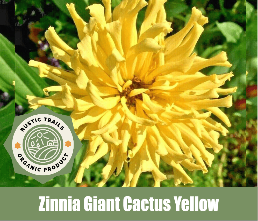 Zinnia – Giant Cactus